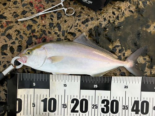 アカビラの釣果