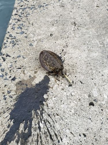 コウイカの釣果