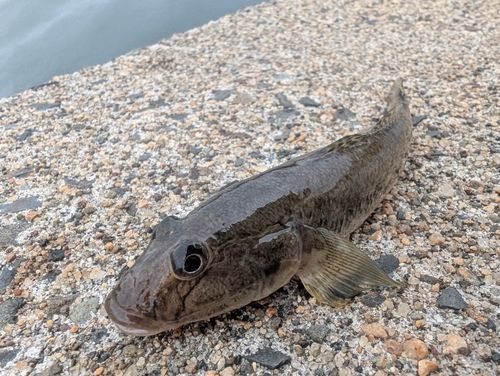 ハゼの釣果