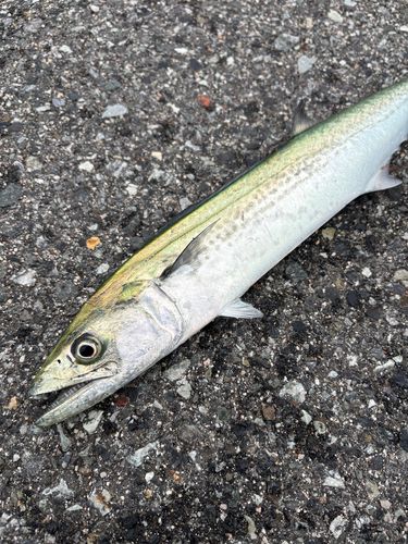 サゴシの釣果