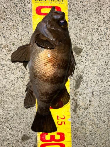 メバルの釣果