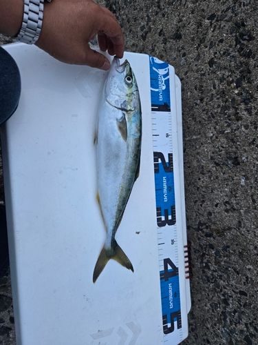 ヤズの釣果