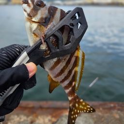 タカノハダイ