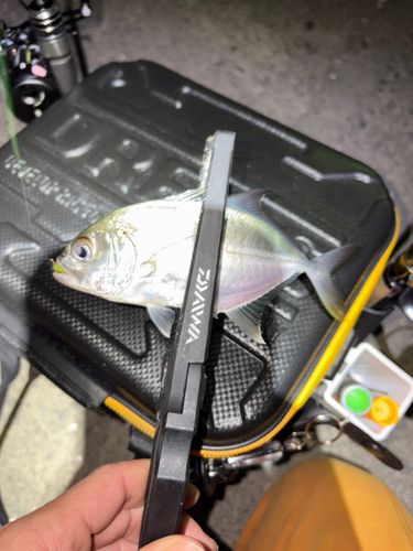 メッキの釣果