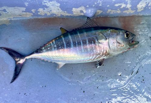ヨコワの釣果