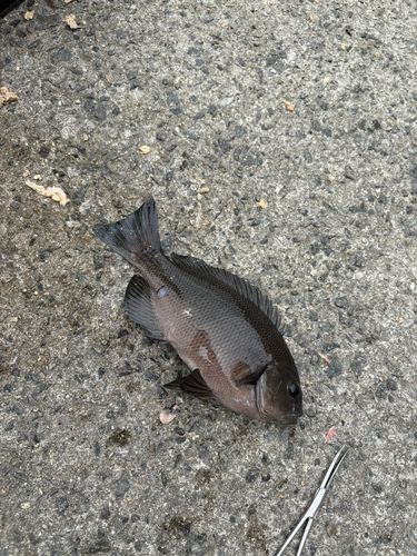 釣果