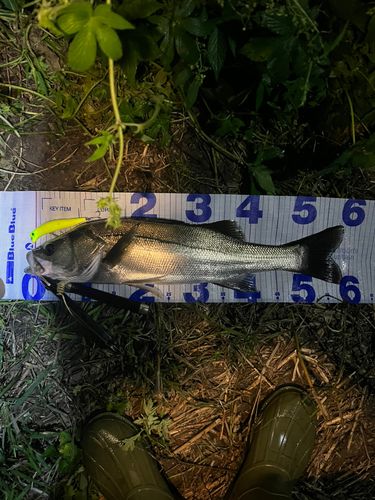 スズキの釣果