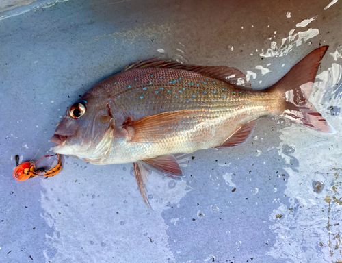 マダイの釣果