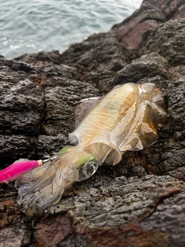 アオリイカの釣果