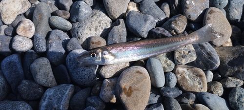 シロギスの釣果