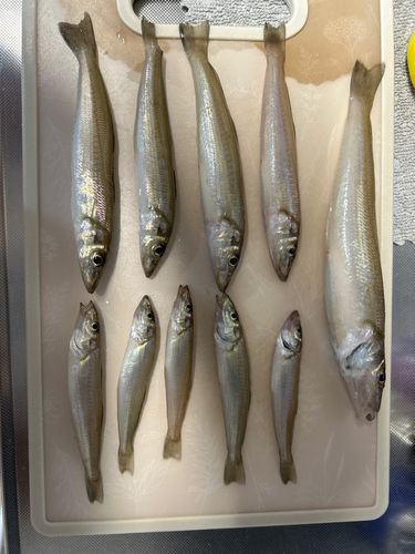 キスの釣果