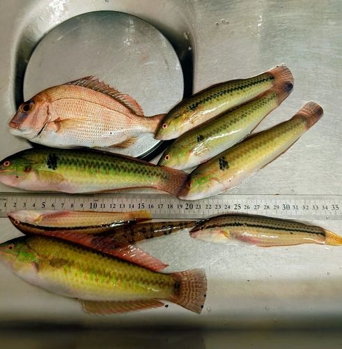 ギザミの釣果