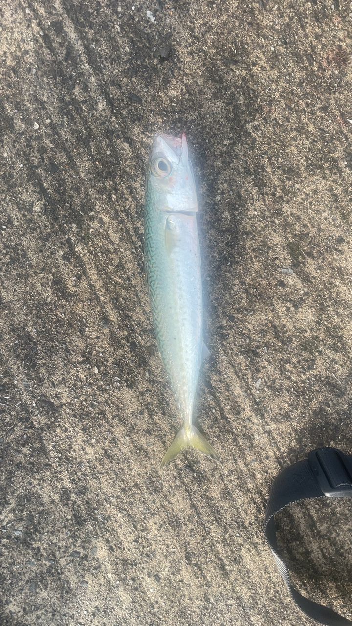 サバ