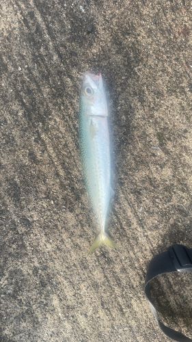 サバの釣果