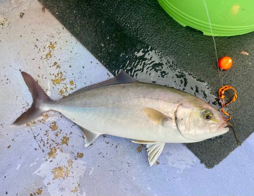 カンパチの釣果
