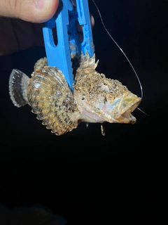 イヌカサゴの釣果