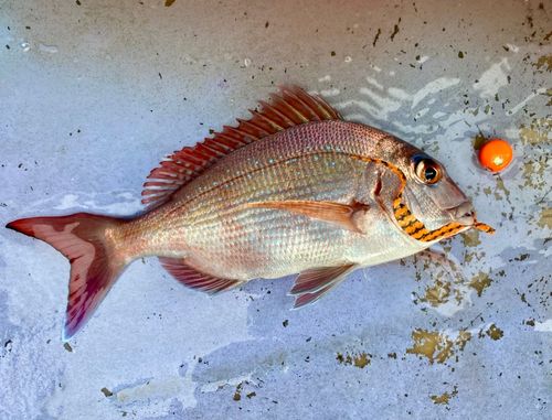 マダイの釣果