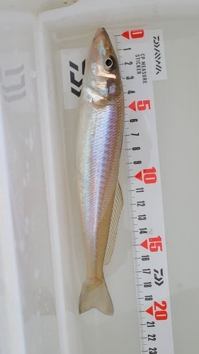 キスの釣果