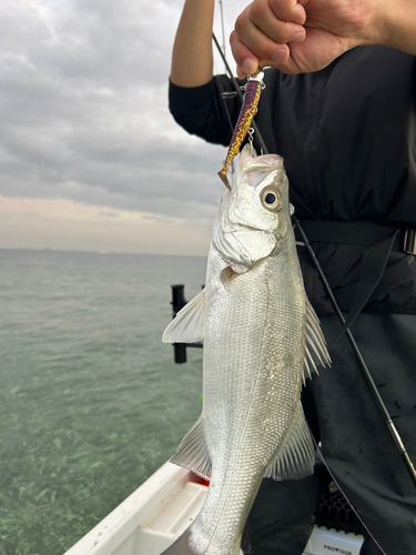 カワハギの釣果