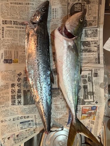 サワラの釣果