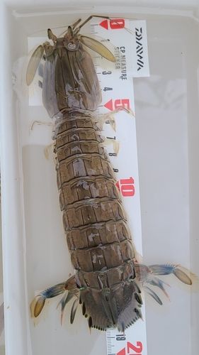 シャコエビの釣果