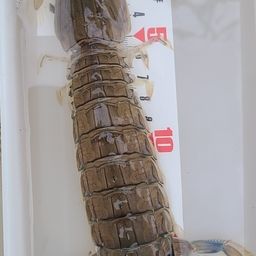 シャコエビ