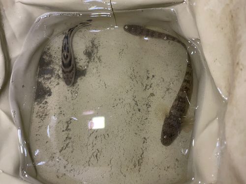ハゼの釣果