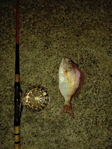 チャリコの釣果