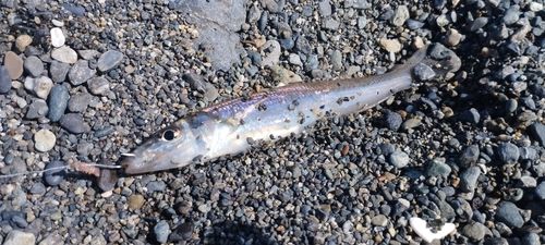 シロギスの釣果