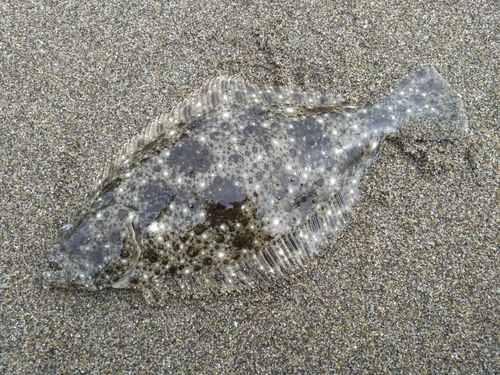 ソゲの釣果