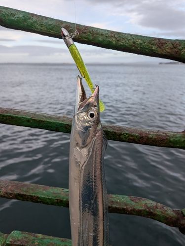 タチウオの釣果