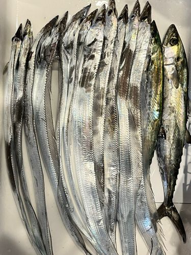 タチウオの釣果