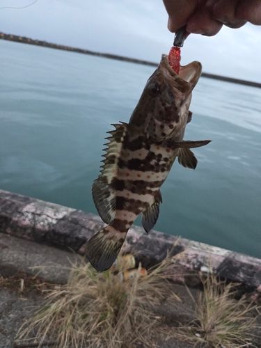 チャイロマルハタの釣果