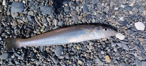 シロギスの釣果