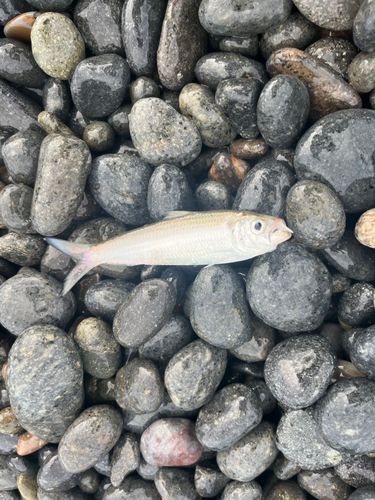 サッパの釣果