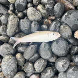 サッパ