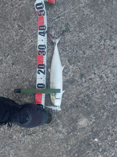 サゴシの釣果