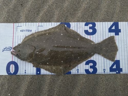 ヒラメの釣果
