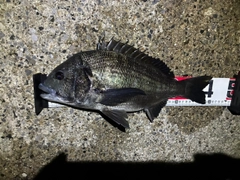 クロダイの釣果