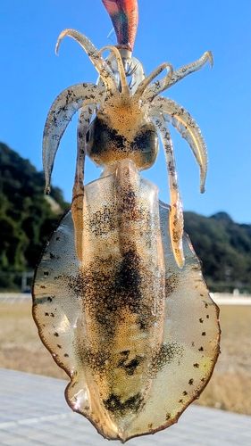 アオリイカの釣果