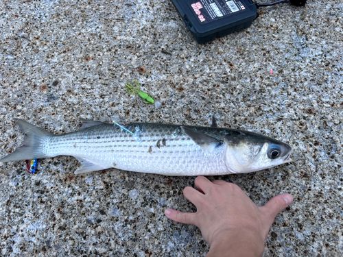 ボラの釣果