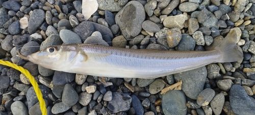 シロギスの釣果
