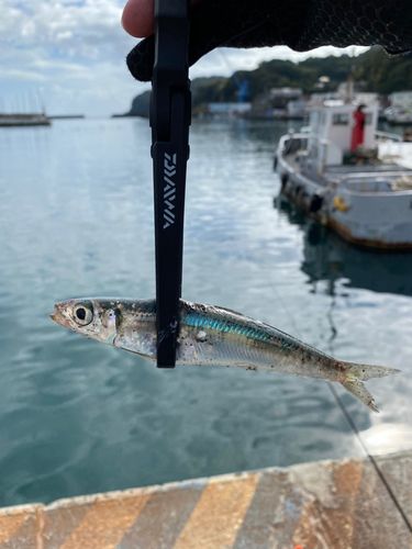 イワシの釣果