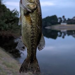 ブラックバス