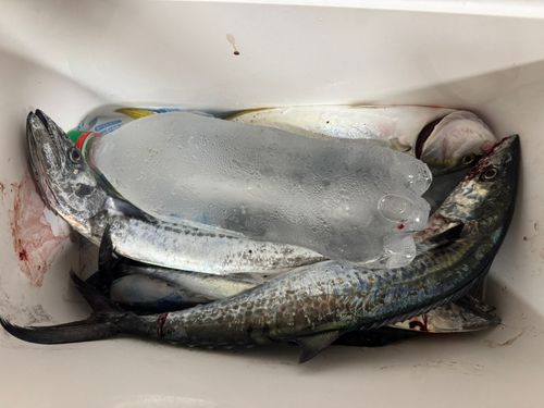 サゴシの釣果