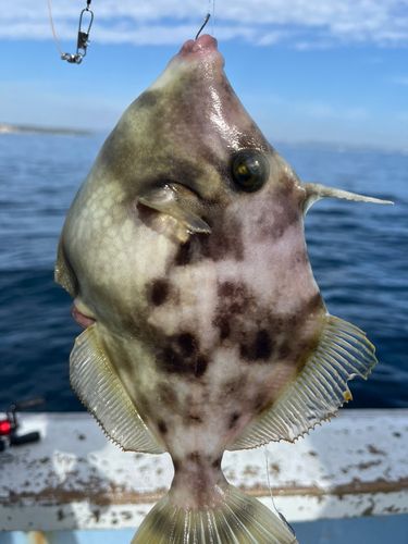 カワハギの釣果