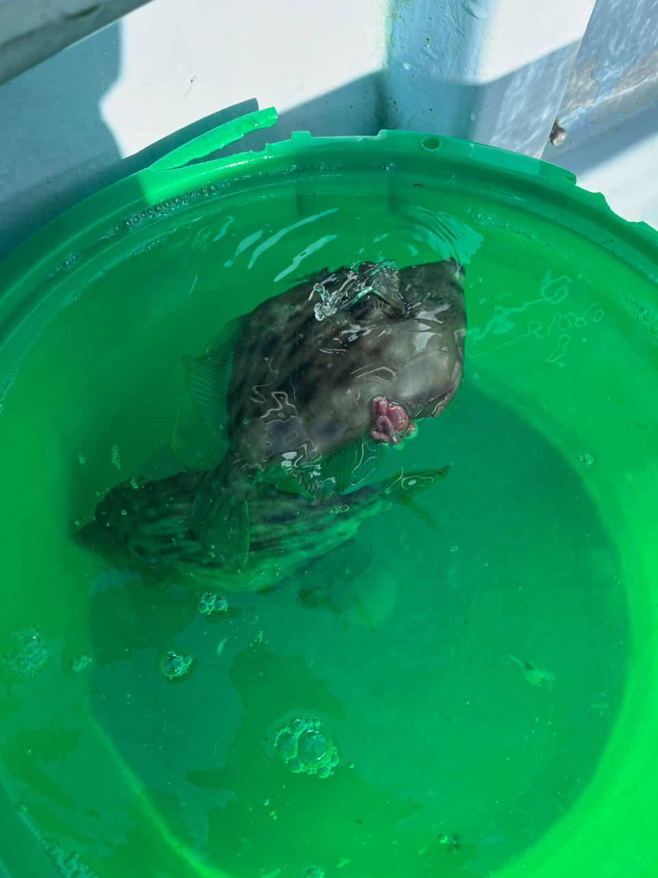 ごまきちさんの釣果 2枚目の画像