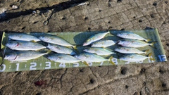 イナダの釣果