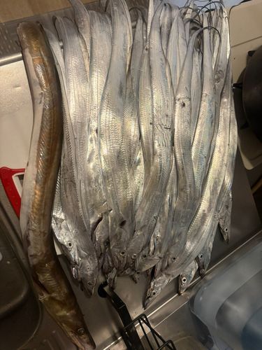 タチウオの釣果