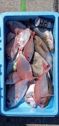 ヒラメの釣果